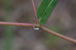 Spotted spurge